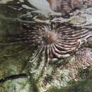 Image of octopus starfish