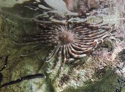 Image of octopus starfish