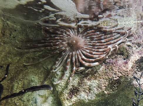 Image of octopus starfish