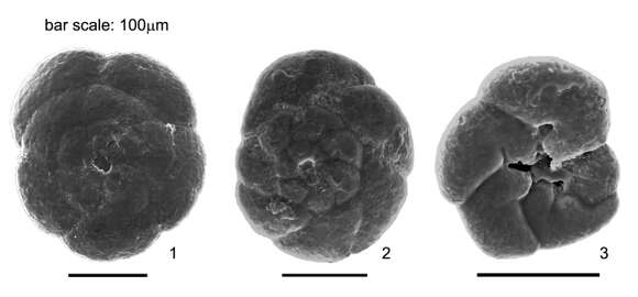 Image of Lepidodeuterammina eddystonensis (Brönnimann & Whittaker 1990)