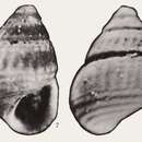 Image de Alvania obliquicostata H. Wang 1981