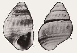 Image of Alvania obliquicostata H. Wang 1981