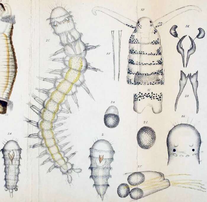 Imagem de Ophryotrocha puerilis Claparède & Mecznikow 1869