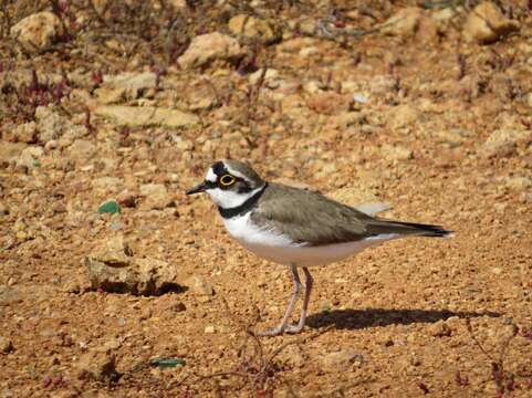 Image of Little Ringed Plover