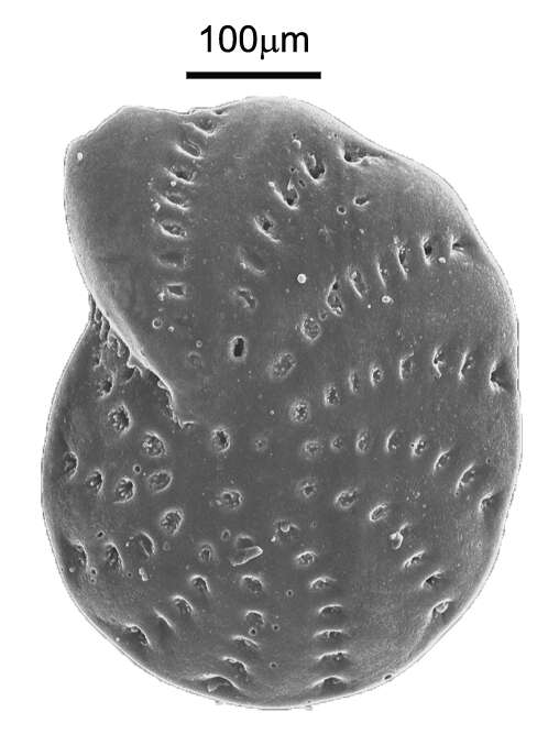 Image of Elphidium Montfort 1808