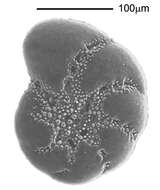Image of Elphidiidae