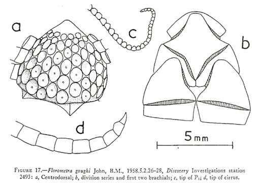 Image of Florometra goughi John 1939