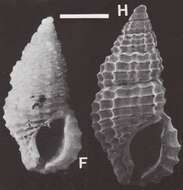 Image of Stosicia houbricki Sleurs 1996