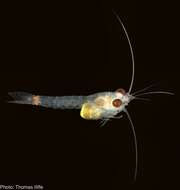 Image of mysid shrimps