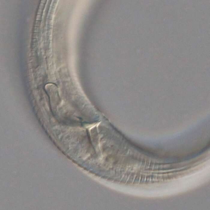 Image of Leptolaimoides leptomicron Holovachov 2015