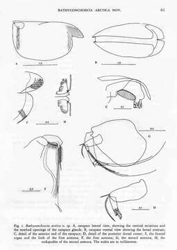 Image of Bathyconchoecia arctica Angel 1976