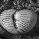 Image of Richteria migrans (Barrande 1872) Pribyl 1988