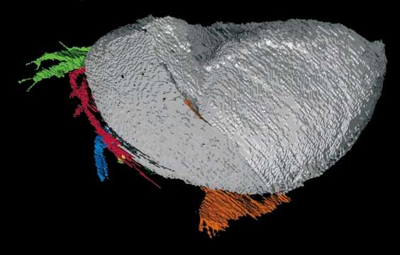 Image of Colymbosathon Siveter, Sutton, Briggs & Siveter 2003