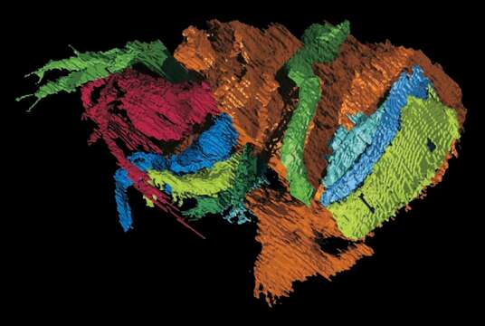 Image de Colymbosathon Siveter, Sutton, Briggs & Siveter 2003