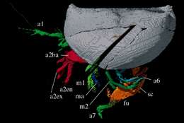 Image of Nymphatelina gravida Siveter, Siveter, Sutton & Briggs 2007