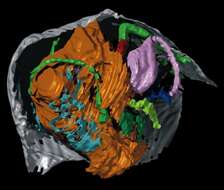 Image de Nasunaris Siveter, Briggs, Siveter & Sutton 2010