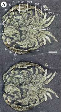 Image of Luprisca incuba Siveter, Tanaka, Farrell, Martin, Siveter & Briggs 2014