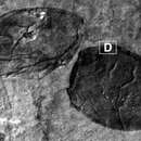 Image of Myodoprimigenia fistuca Gabbott, Siveter, Aldridge & Theron 2003