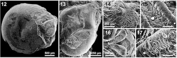 Image of Juraleberis Vannier & Siveter 1995