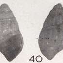 Image of Alvania butonensis Beets 1942