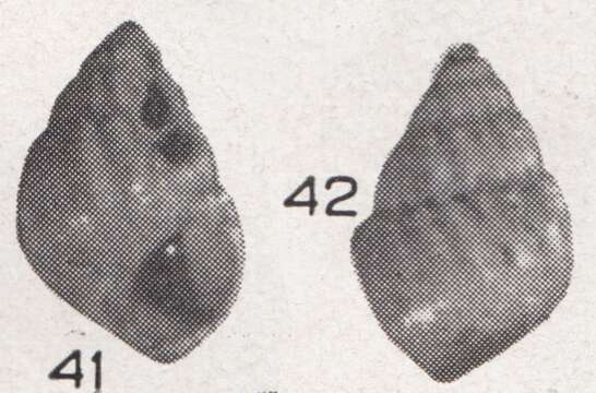 Image of Alvania waisiuensis Beets 1942