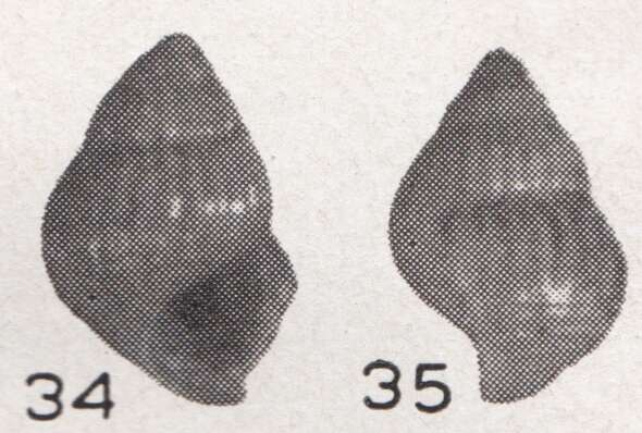 Image of <i>Alvania asphaltodes</i> (Beets)