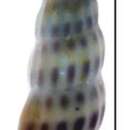Image of Rissoina clavula (Deshayes 1825)