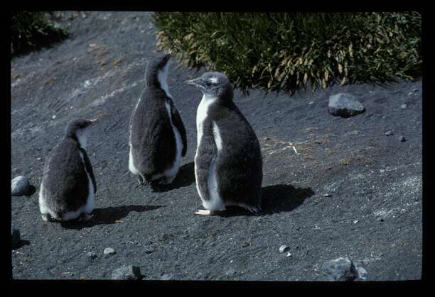 Image of Gentoo Penguin