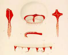 Image of Chromatonema erythrogonon (Bigelow 1909)