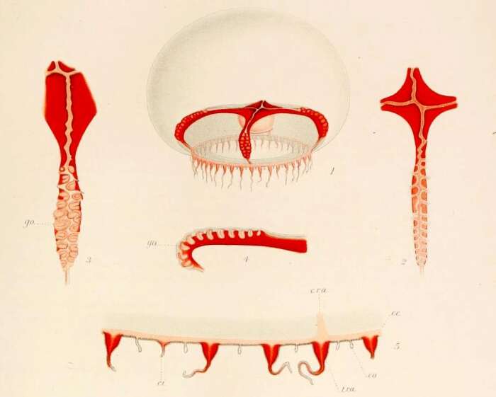 Image of Chromatonema erythrogonon (Bigelow 1909)
