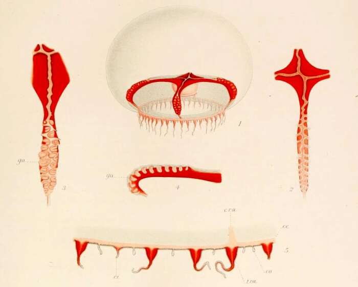 Sivun Chromatonema erythrogonon (Bigelow 1909) kuva