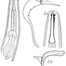 Image of Pseudolella bengalensis (Timm 1957) Gerlach 1962