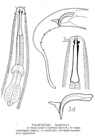 Image of Pseudolella bengalensis (Timm 1957) Gerlach 1962