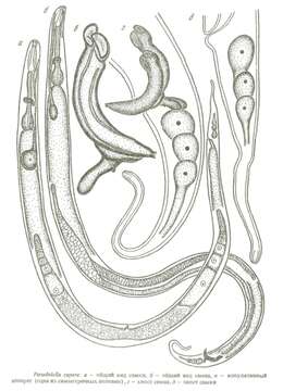 Image of Pseudolella capera Tchesunov 1978
