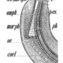 Image of Pseudolella cephalata Cobb 1920