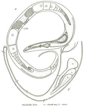 Image of Pseudolella ferox Smolanko & Belogurov 1993