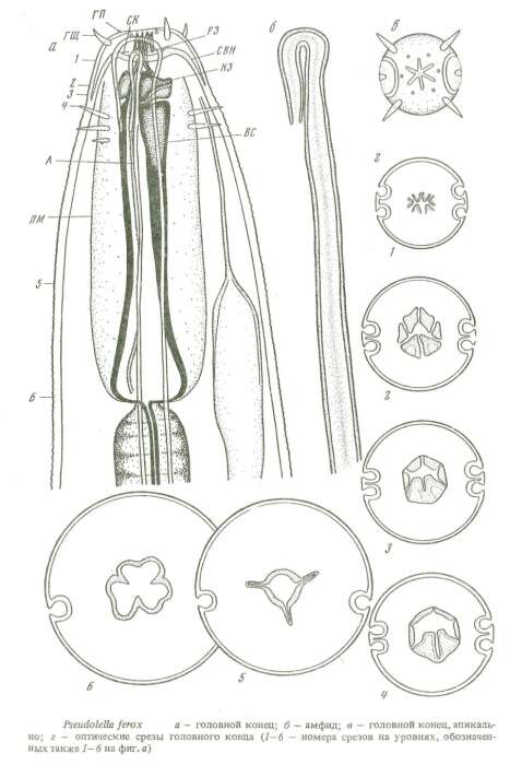 صورة Pseudolella ferox Smolanko & Belogurov 1993