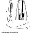 Image of Pseudolella intermedia Gerlach 1957