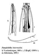 Image of Pseudolella intermedia Gerlach 1957