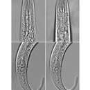 Image of Pseudolella major Wang Chunming & Huang Yong 2016