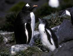 Image of Gentoo Penguin