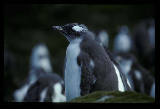 Image of Gentoo Penguin