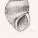 Image de Rissoa aethiopica Thiele 1925