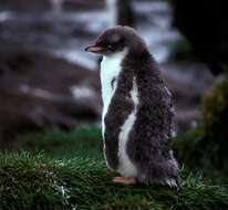 Image of Gentoo Penguin