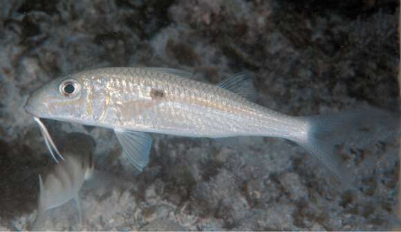Image of yellowtail goatfish
