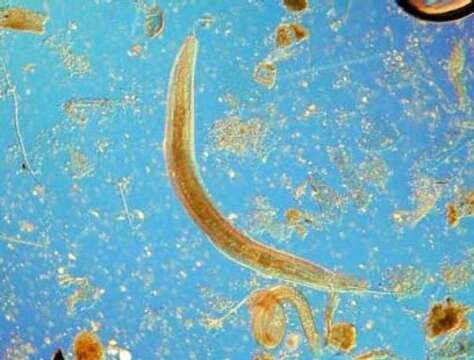 Image of nematodes