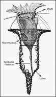 Image de Tintinnopsis campanula Ehrenberg 1840