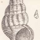 Image of Rissoina plicatovaricosa Heilprin 1879