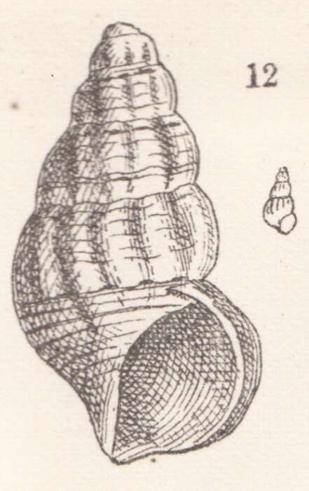 Image of Rissoina plicatovaricosa Heilprin 1879