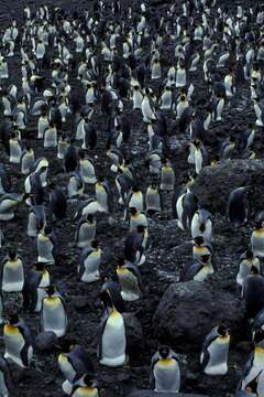 Image of King Penguin